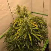 Voyager F1 Auto🍬🍭💚