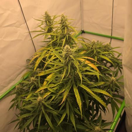 Voyager F1 Auto🍬🍭💚
