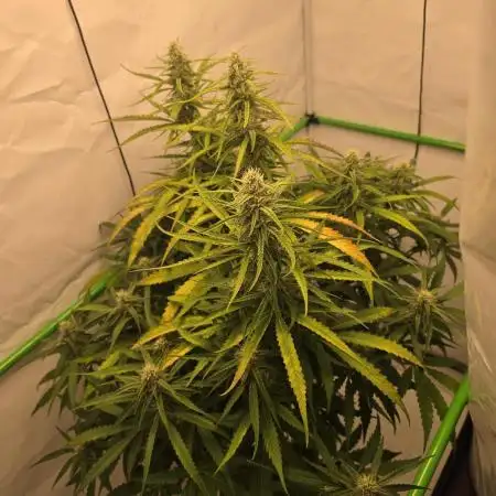 Voyager F1 Auto🍬🍭💚