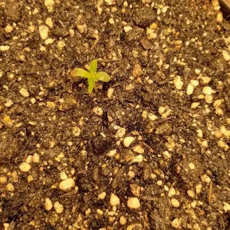 Toad Posion (Venum) - GrowersChoice🌱