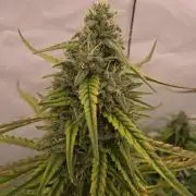 Voyager F1 Auto🍬🍭💚