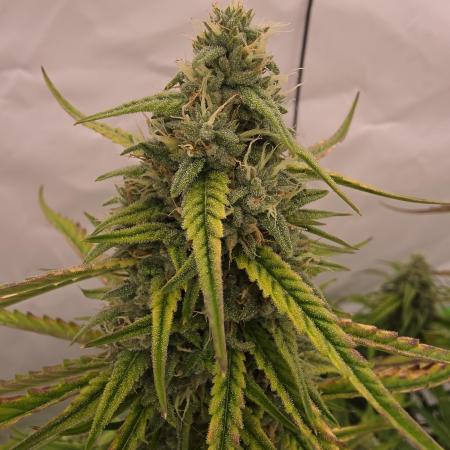 Voyager F1 Auto🍬🍭💚