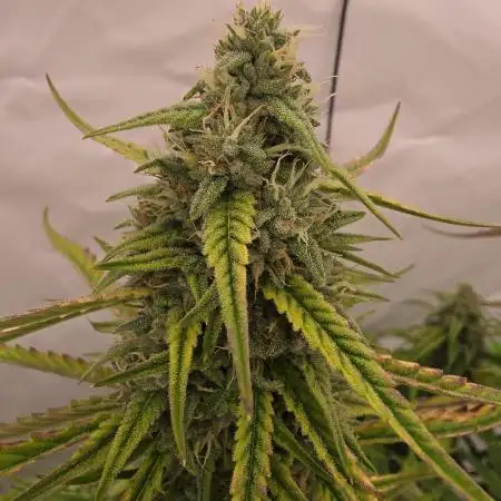 Voyager F1 Auto🍬🍭💚