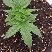 Banana Cream Cake XL Auto🍌?