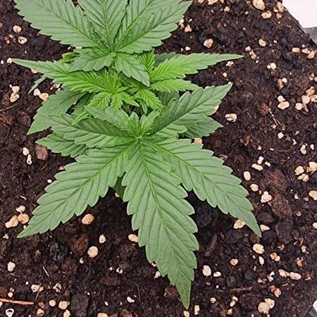 Banana Cream Cake XL Auto🍌?