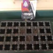Zamnesia Seeds - Godfather OG Auto💯😻