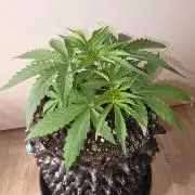Voyager F1 Auto🍬🍭💚