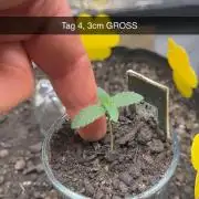 DoSiDos 33
