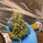 Mini Plant