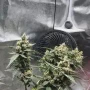 Orginal Trainwreck Auto