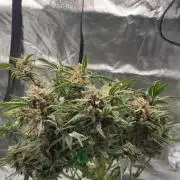 Cherry Cola Auto