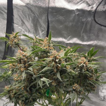 Cherry Cola Auto