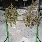 Wicked