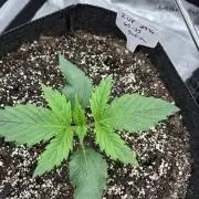 Z-Up Auto