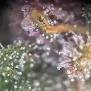 Frostbanger Auto