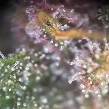Frostbanger Auto