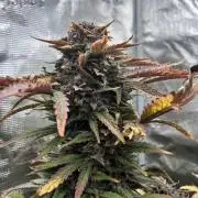 Frostbanger Auto