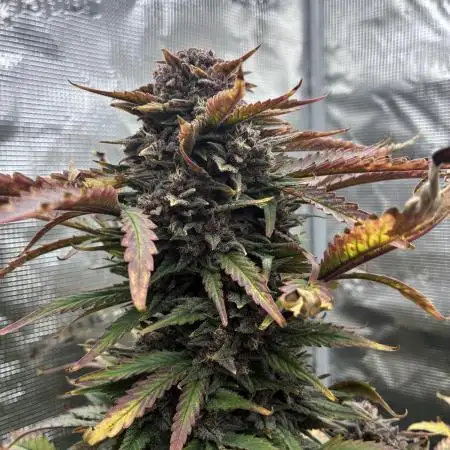 Frostbanger Auto