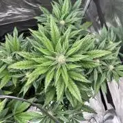 Frostbanger Auto