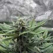 Frostbanger Auto