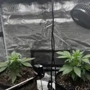 Frostbanger Auto