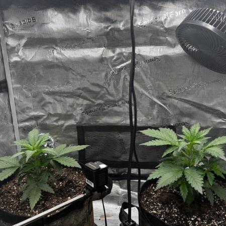 Frostbanger Auto