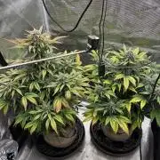 Frostbanger Auto