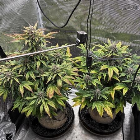 Frostbanger Auto