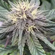Frostbanger Auto