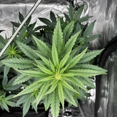 Frostbanger Auto