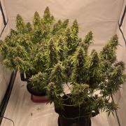 Auto Forbidden Cherry | Dutch Passion