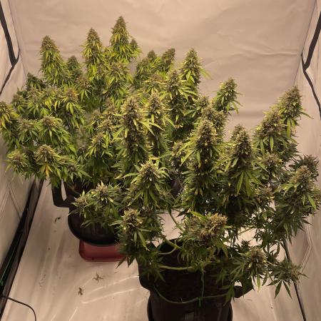 Auto Forbidden Cherry | Dutch Passion