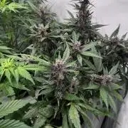 Auto Forbidden Cherry | Dutch Passion