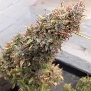 42fastbuds Strawberry Banana Auto