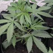 42fastbuds Strawberry Banana Auto