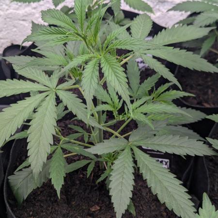 42fastbuds Strawberry Banana Auto