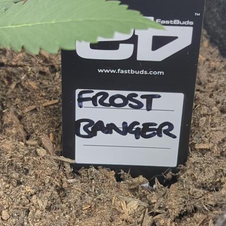 42fastbuds Frostbanger Auto