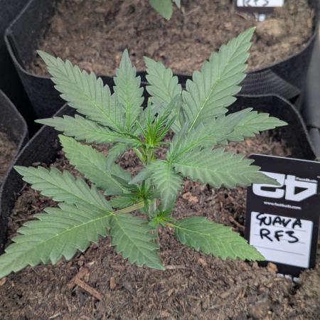 42fastbuds Guava RF3 Auto