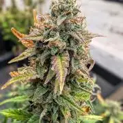 42fastbuds Purple Haze Auto