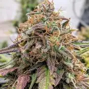 42fastbuds Purple Lemonade RF3 Auto