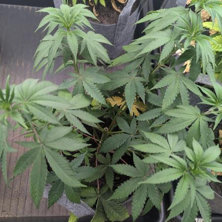 Barney's Farm AK-47
