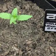 42fastbuds Purple Lemonade RF3 Auto