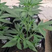 42fastbuds Guava RF3 Auto