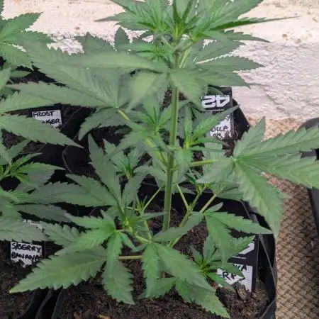 42fastbuds Guava RF3 Auto