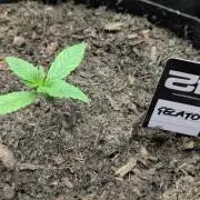 42fastbuds Gelato Auto