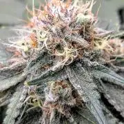 Barney's Farm Zillions