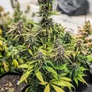 42fastbuds Strawberry Gorilla RF3 Auto
