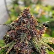 42fastbuds Purple Lemonade Auto