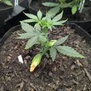 Barney's Farm GMO Auto