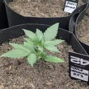 42fastbuds Purple Lemonade RF3 Auto